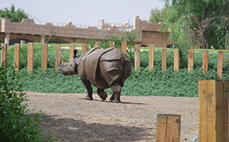 rhino site